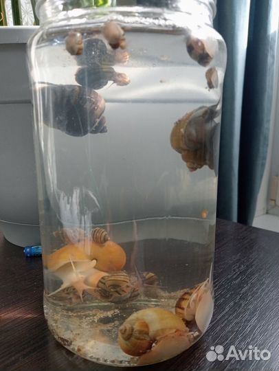 Продам улиток спикси, отдам ампулярий