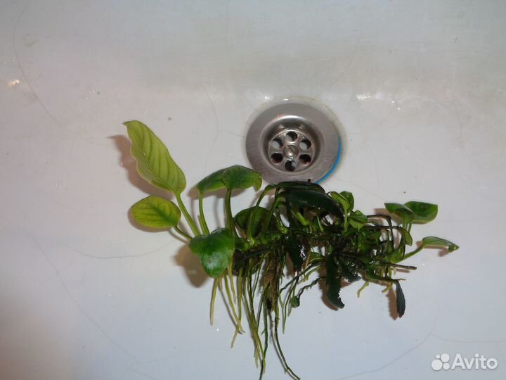 Аквариумные растения