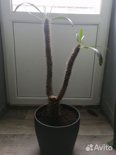 Пальма пахиподиум без горшка