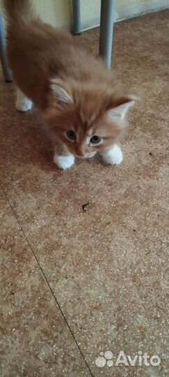 Котята мейн-кун