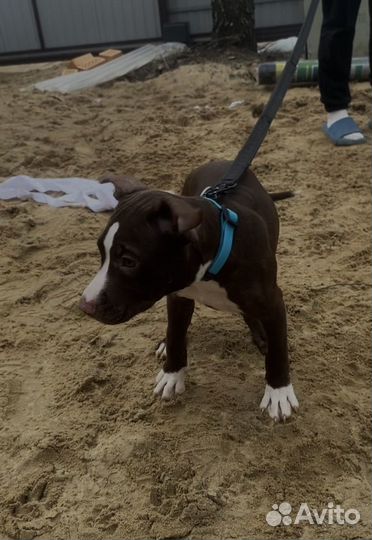 Щенки питбультерьера