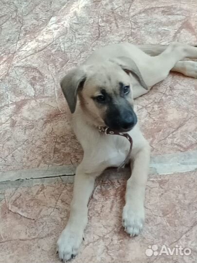 Щенок девочка Челси 3 месяца