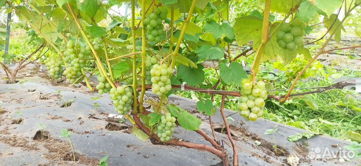 Саженцы винограда