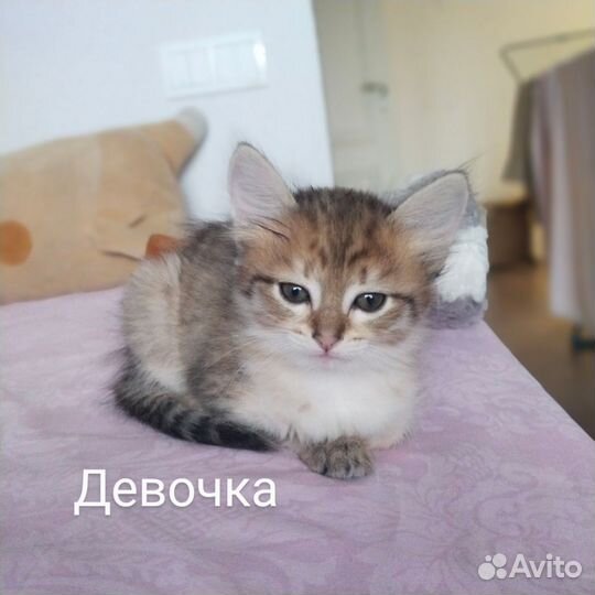 Продаю котят