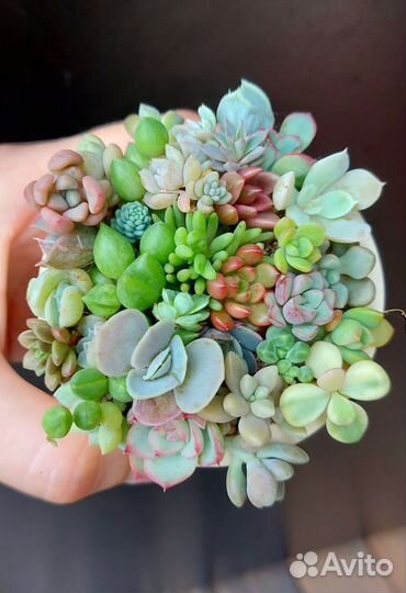 Суккуленты набор