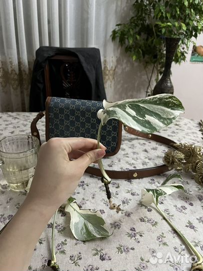 Монстера альба