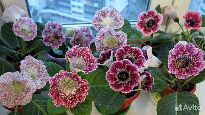 Детка глоксинии