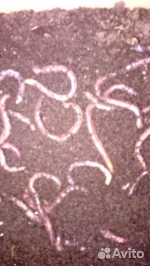 Черви Дендробена