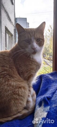 Рыжий добряк