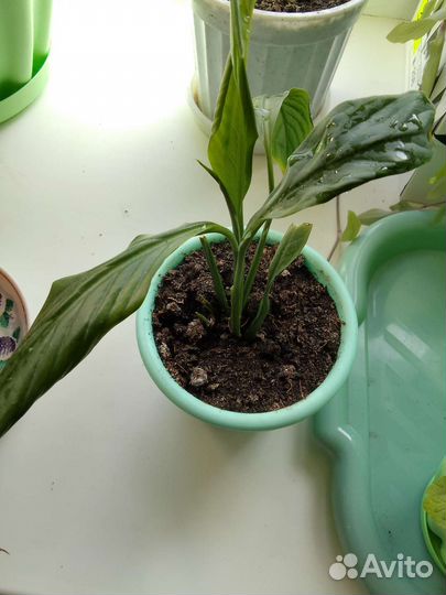 Спатифиллум