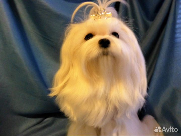 Кобели мальтезе - вязка