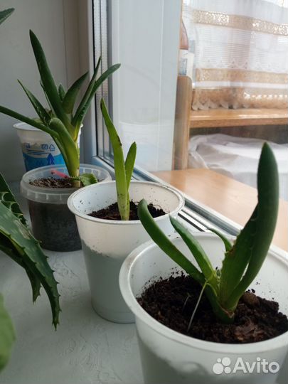 Алоэ вера лечебный, денежное дерево