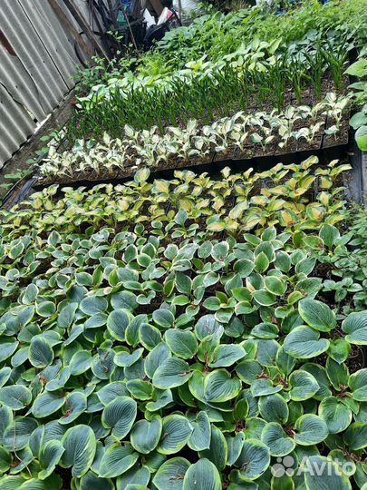 Растения цветы для сада