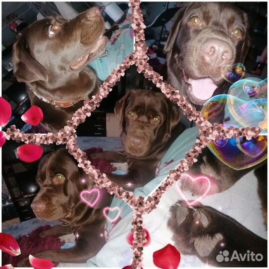 Продам лабрадора