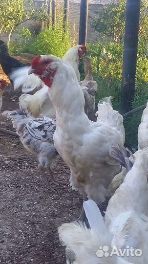 Гергебильские куры