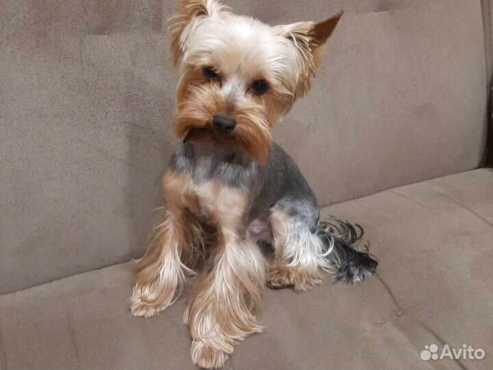 Йоркширский терьер