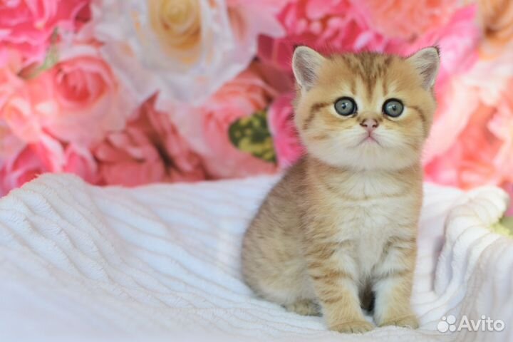 Котята шотландцы страйт и фолд