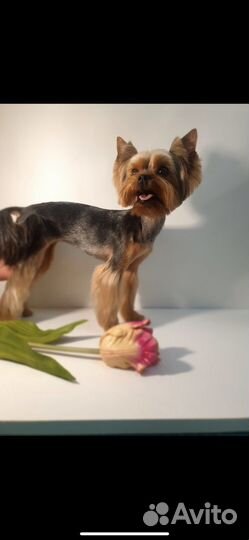 Курсы груминга