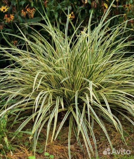 Вейник Карл Форстер и другие декоративные злаки