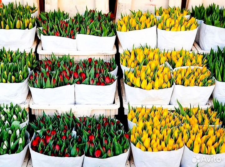 Тюльпаны оптом в наличии