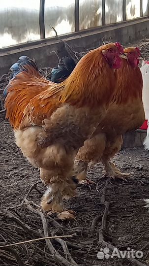 Петухи породистые