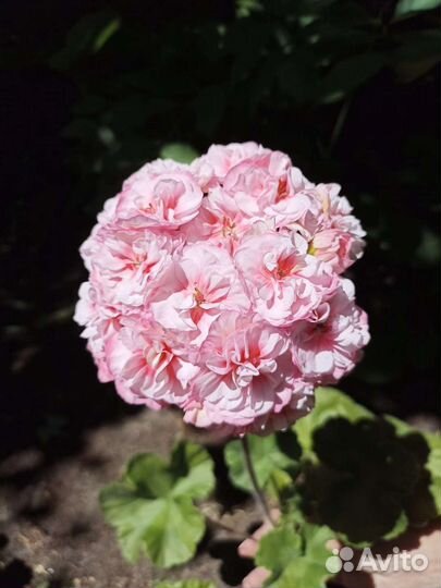 Та Гелиос пеларгония