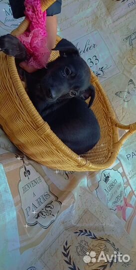 Маленькая девочка щенок ищет дом