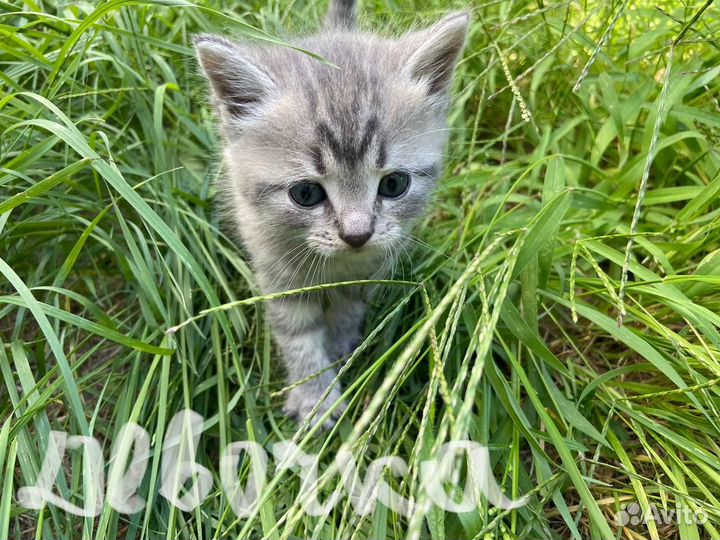 Шотландские котята,ждут свою новую семью