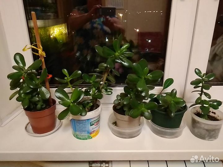 Толстянка или денежные деревья