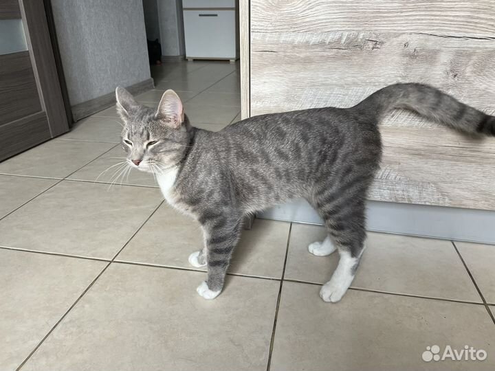 Кот в добрые руки