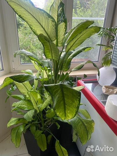 Диффенбахия