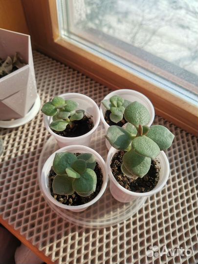 Алоэ, толстянка (денежное дерево)