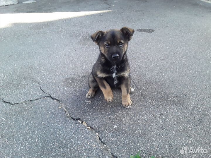 Отдам щенка