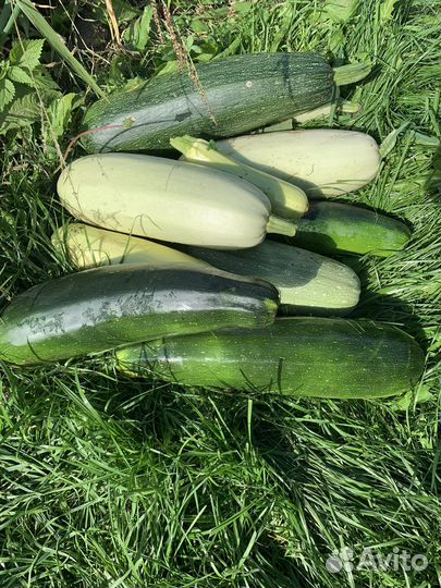 Кабачки домашние