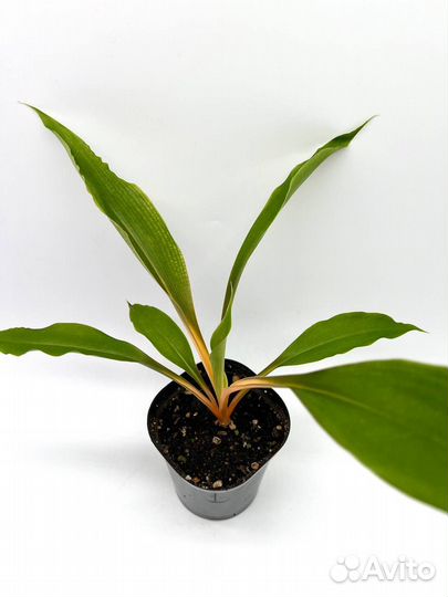 Хлорофитум оранжевый