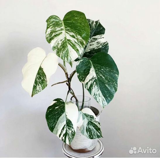 Монстера альба