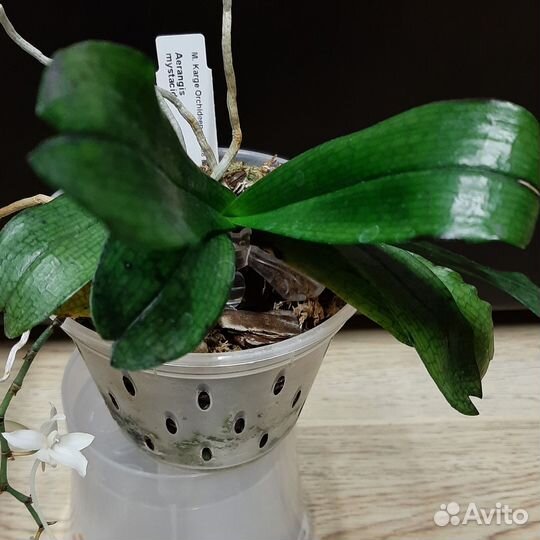 Aerangis mystacidii