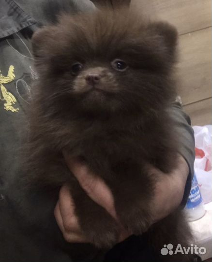 Шпиц померанский шоколадные мишки