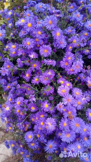 Хризантема,астра многолетняя(сентябрина)