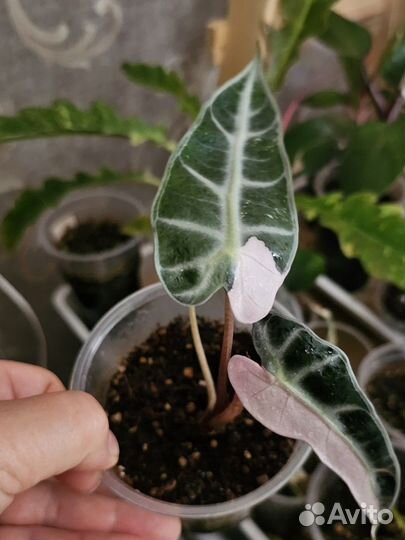 Алоказия фрайдек вариегатная,алоказия бамбино пинк