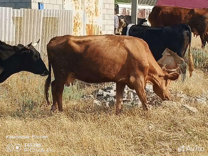 Дойные коррвы