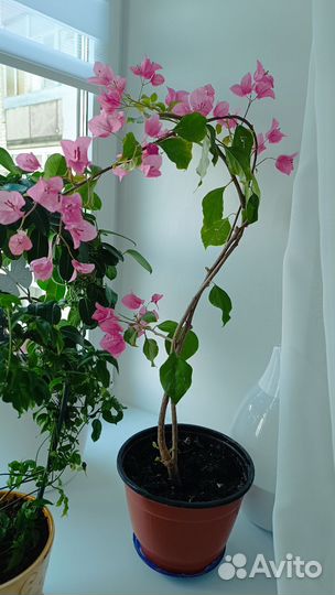 Бугенвиллия взрослая