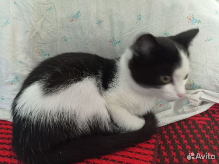 Котенок девочка в добрые руки