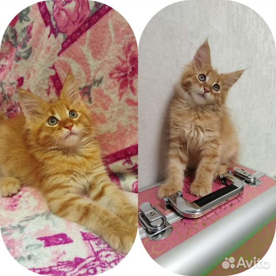 Мейн Кун девочки и мальчики