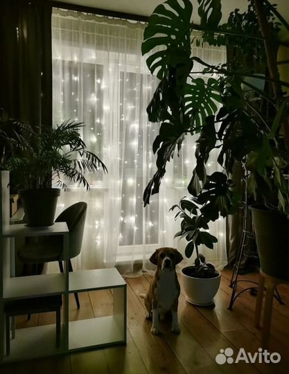 Гирлянда штора 3*3