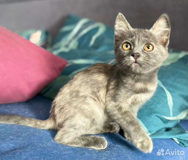 Очаровательные девочки Аля и Ляля в добрые руки