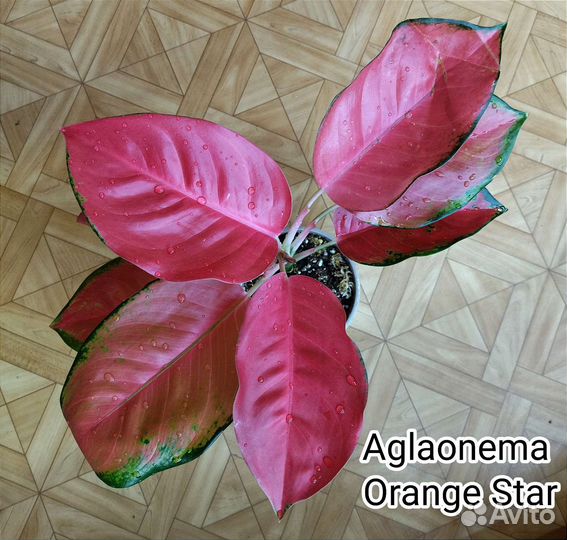 Аглаонема Orange Star / Оранж Стар