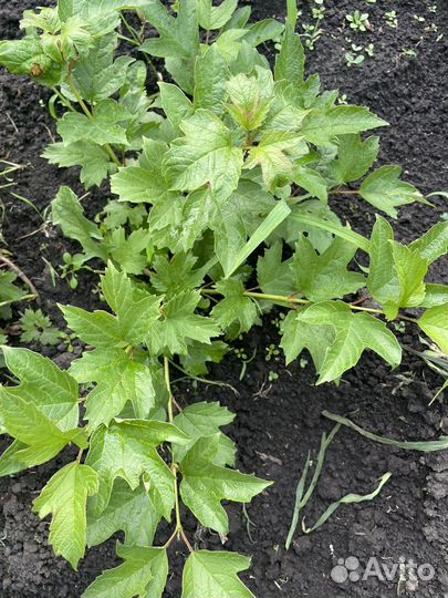 Калина бульданеж, снежноягодник,жасмин