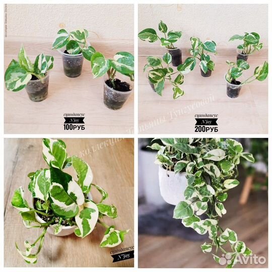 Филодендроны, монстеры, эпипремнумы, сциндапсусы