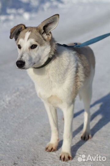 Собака Малыш в добрые руки